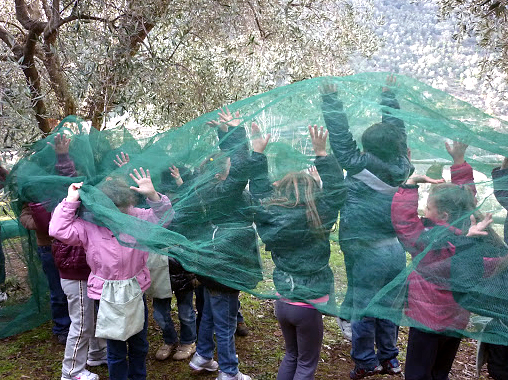 Azienda Olivicola Gaaci