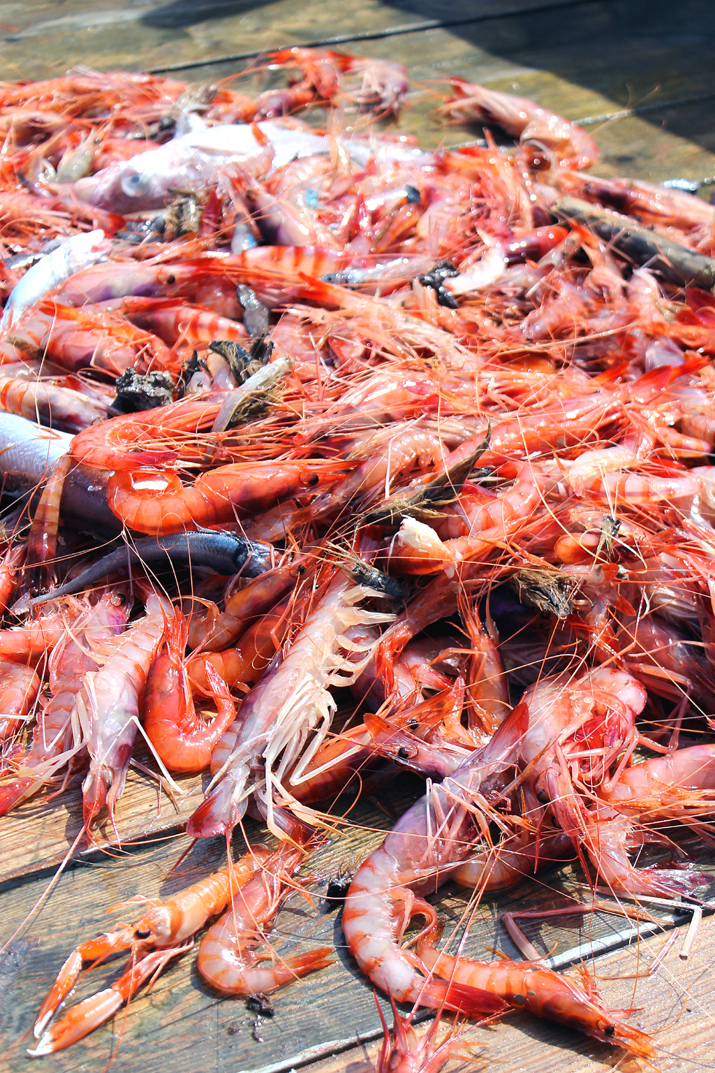 Gamberoni or Prawns from the Mediterranean Sea