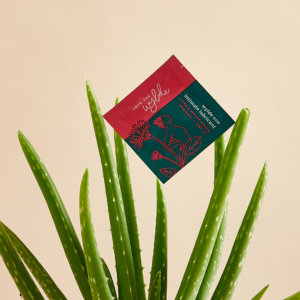 Sachet in aloe