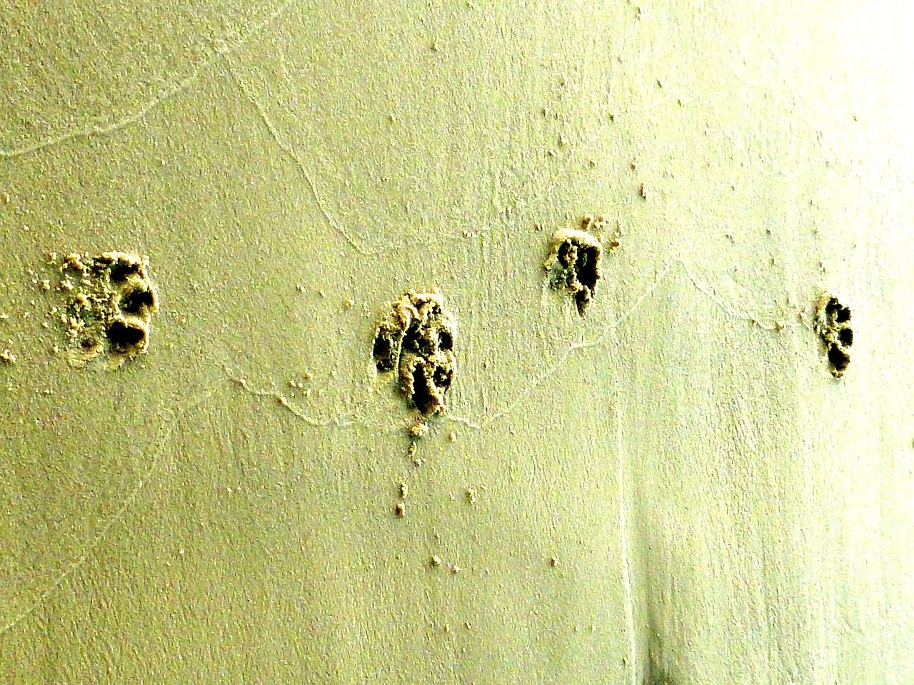 Animal Paw Tracks