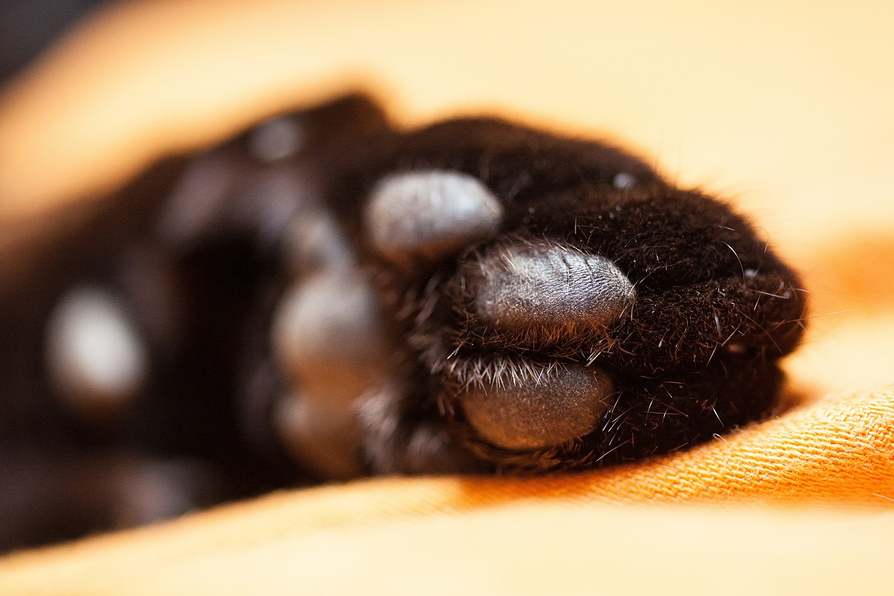 Cat Foot