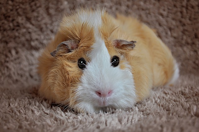 Guinea Pig