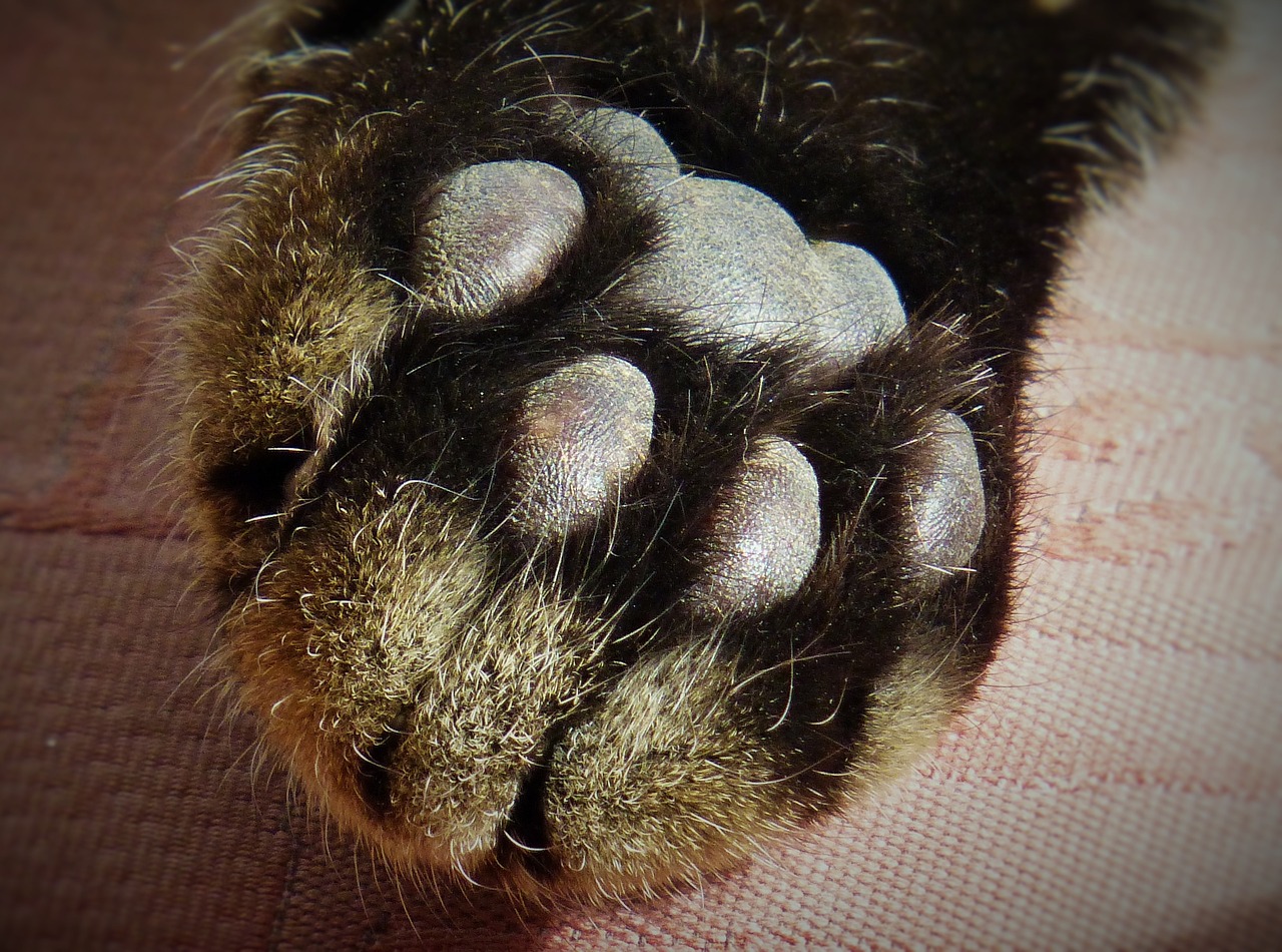 Paw