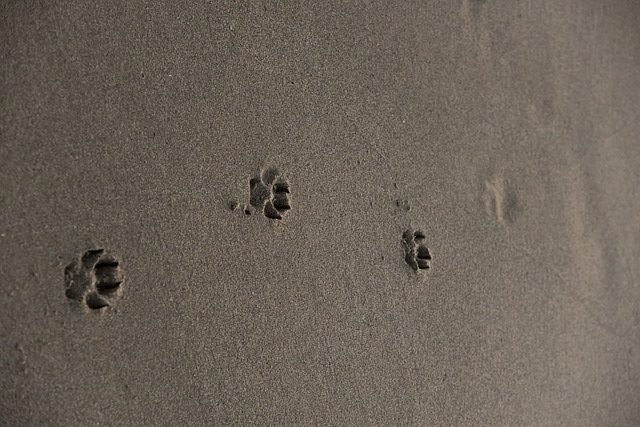 Pawprints