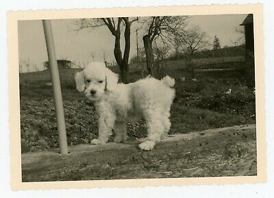 PHOTO-SNAPSHOT-c1950-un-CANICHE-pose.jpg