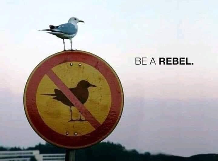 be a rebel