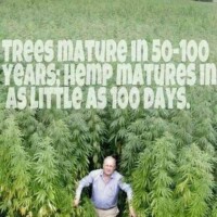 hemp 