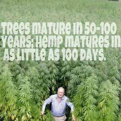 hemp