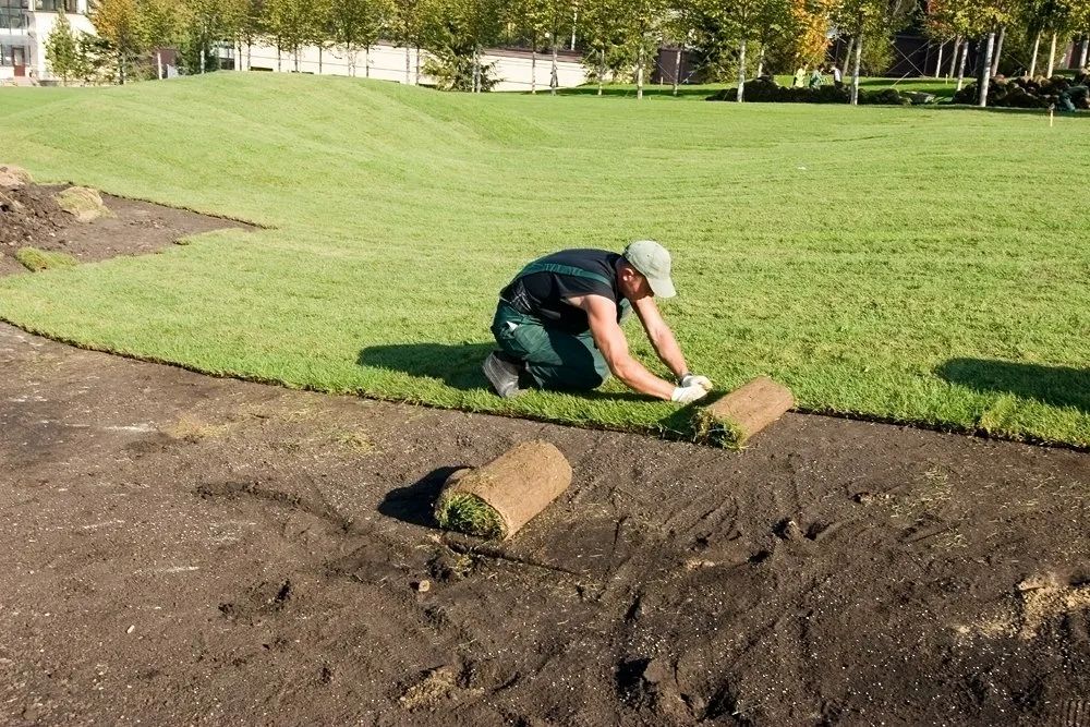 Sod Replacement