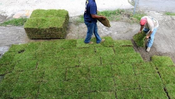 Sod Replacement in San Antonio