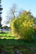 Das vordere Grundstück - ***Kleines Haus mit GROSSEM Grundstück in ruhiger und zentraler Lage. Eine Teilung ist möglich.***