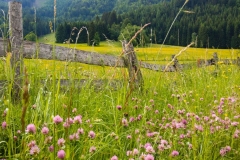 Zaun vor einer Wildblumenwiese nahe dem Meerauge bei Ferlach (Bodental)