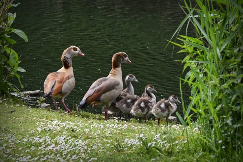 Liedermeerspark bis basisfoto.