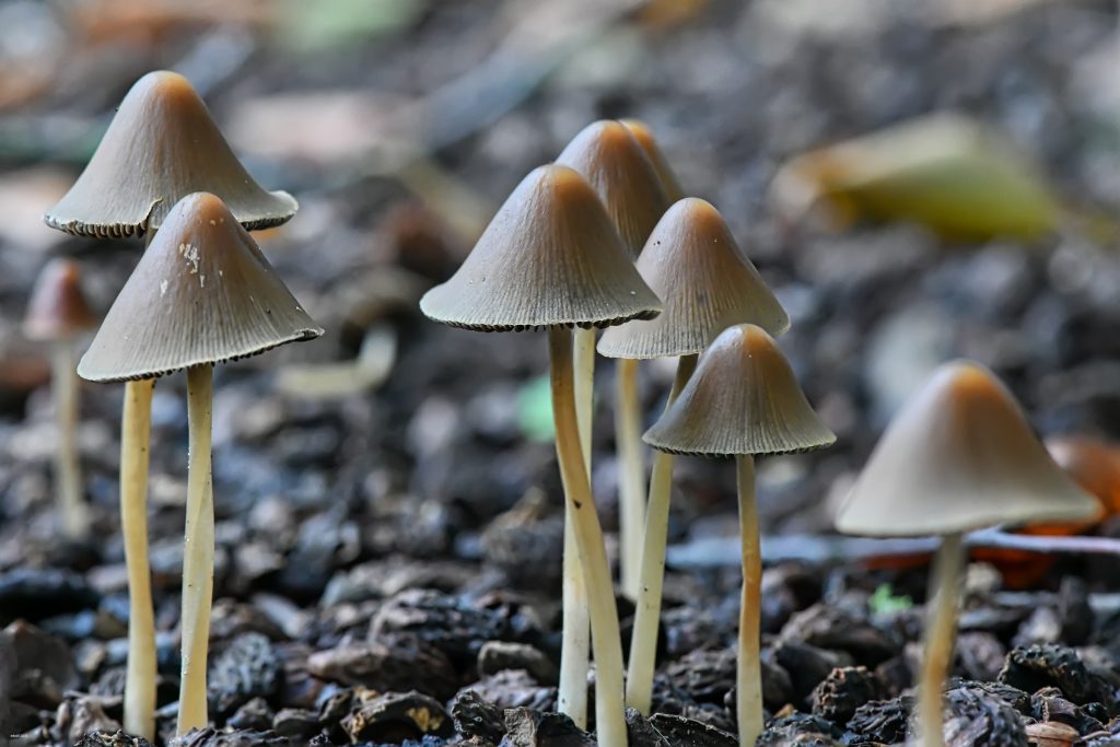 paddenstoelen in het Citadelpark.
