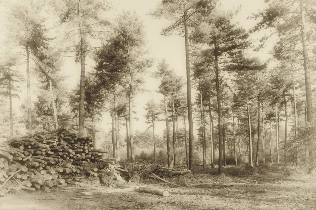 foto kloosterbos, Wachtebeke.