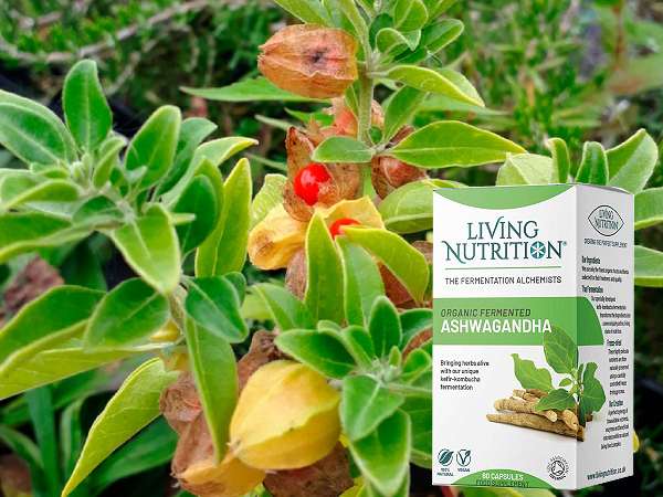 aschwagandha adaptogen living nutrition
