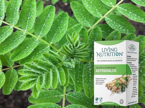 astragalus adaptogen kosttillskott living nutrition