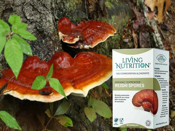 reishi adaptogen kosttillskott living nutrition