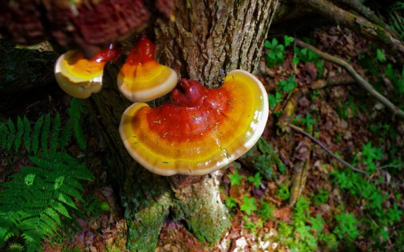 reishi svamp