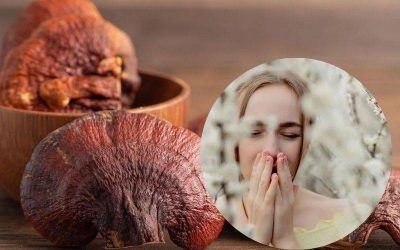 Behandling av pollenallergi med reishi – en funktionell svamp