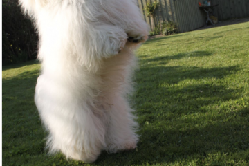 Coton de Tulear Eros