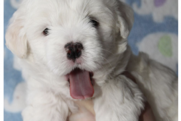 Coton de Tulear Hvalp