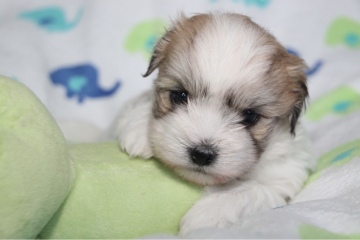 Billede af coton de tulear hvalp