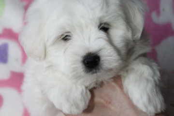 Coton de Tulear Hvalp