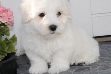 Billede af coton de tulear hvalp