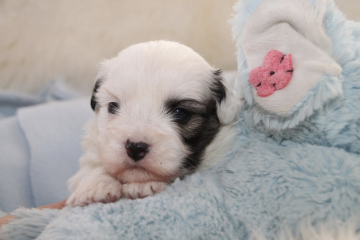 Billede af coton de tulear hvalp