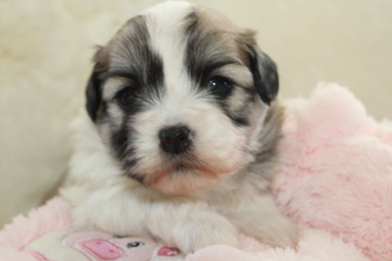 Billede af coton de tulear hvalp