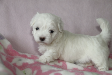 Coton de Tulear Hvalp