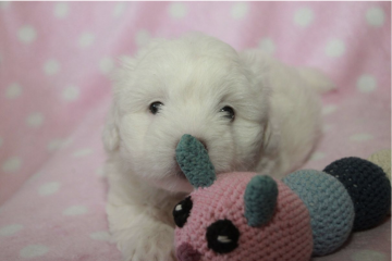 Coton de Tulear Hvalp