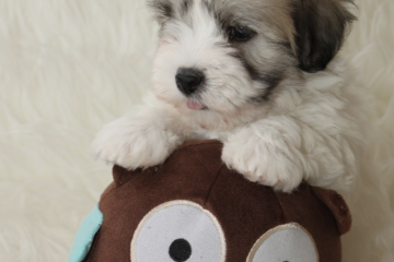 Billede af coton de tulear hvalp