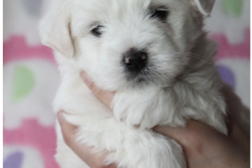 Coton de Tulear Hvalp