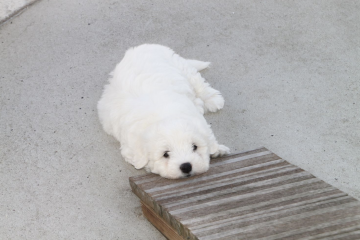 Billede af coton de tulear hvalp