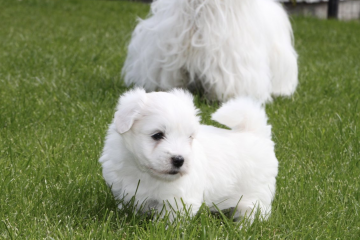 Billede af coton de tulear hvalp