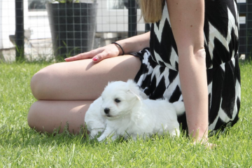 Billede af coton de tulear hvalp