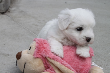 Billede af coton de tulear hvalp