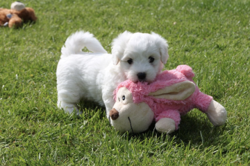 Billede af coton de tulear hvalp