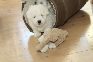 Coton de Tulear Hvalp