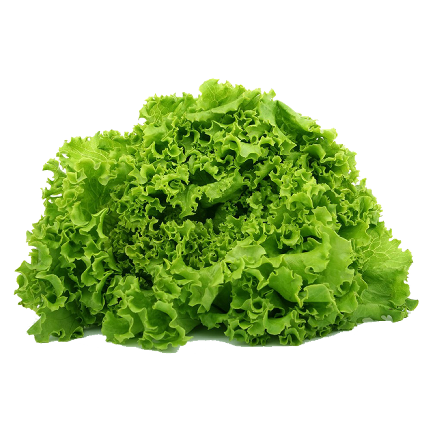 lettuce