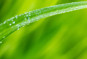 leaf with droplets