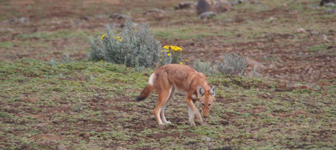 Dag 96-100 (30 nov-4 dec): Wolven, grijpgrage apen, lekke band no. 1, en Sinterklaas in Kenia!