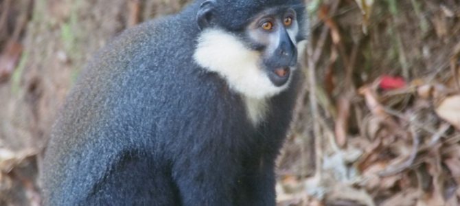 Dag 161-165 (3-7 feb.): Kratermeren, gratis door Kibale NP, Queen Elizabeth NP, Bwindi Impenentrable NP Dag 161-165 (3-7 feb.): Kratermeren, gratis door Kibale NP, Queen Elizabeth NP, Bwindi Impenentrable NP
