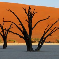 Dag 306-310 (28 juni-2 juli): Welwitschia’s, Sossusvlei, Lüderitz en Kolmanskop