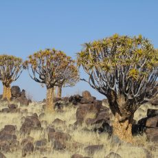 Dag 311-315 (3-7 juli): Vergeten kraters, kokerbomen en naar Zuid Afrika Dag 311-315 (3-7 juli): Vergeten kraters, kokerbomen en naar Zuid Afrika