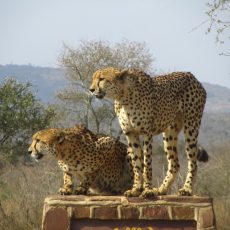 Dag 331-335 (23-27 juli): Pech bij Newcastle en de Big 5 in Kruger NP