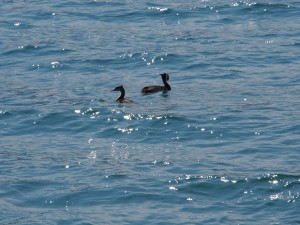 P9089827 Futen op Iseo meer