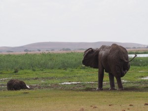 PC298991 - Olifanten Amboseli NP